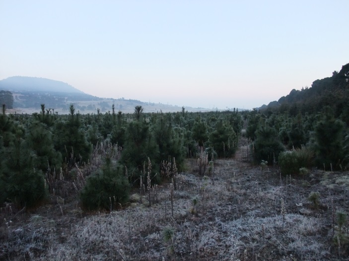 Inspección de Árboles de Navidad en centros de distribución de Aguascalientes