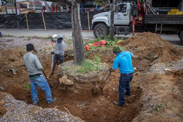 Priorizar cuidado de árboles existentes más que la cantidad a plantar: Guadalupe Castorena