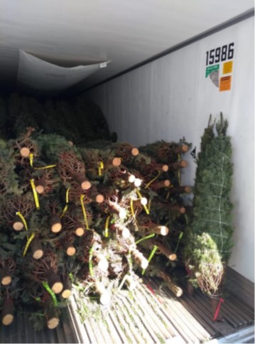 Más de 500 mil Árboles de Navidad verificados en noviembre