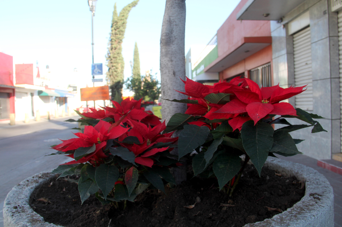 Instalarán mil plantas de nochebuena en la capital de Aguascalientes