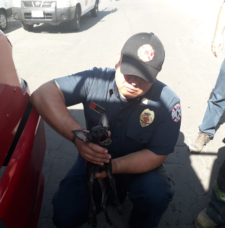 Protección Civil de Aguascalientes salva a dos cachorros de incendio 