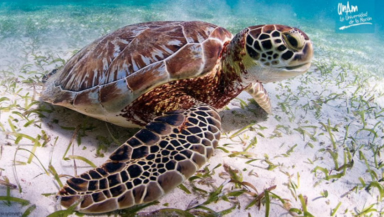 Cambio climático pone en riesgo reproducción de tortugas marinas