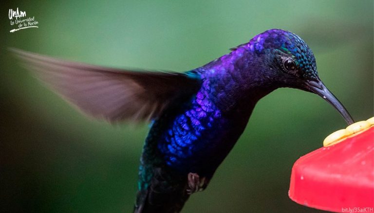 Jardines de colibríes, una herramienta para educar   