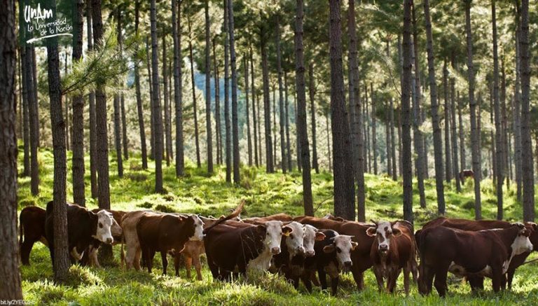Ensayan alternativa de ganadería sostenible