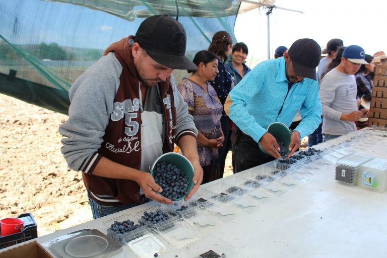 Productores de Aguascalientes visitan parcelas demostrativas con cultivos de arándano, fresa, frambuesa y zarzamora