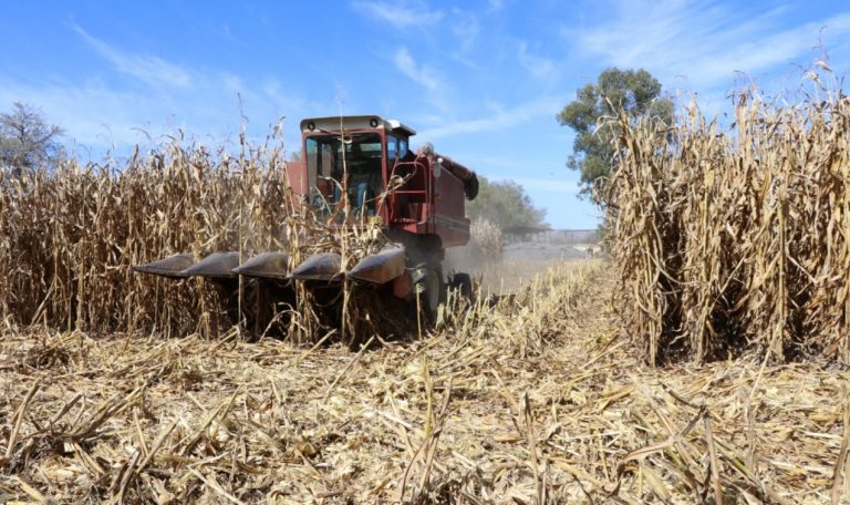 Realizan demostración de cosecha de maíz grano, en Aguascalientes