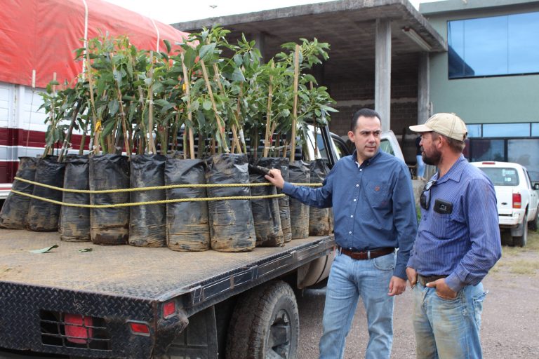Entregan mil 200 plantas de aguacate a productores de Calvillo, Aguascalientes