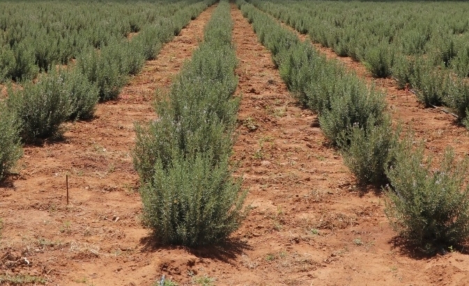 Realizan proyecto de producción de hierbas aromáticas para la extracción de aceites   