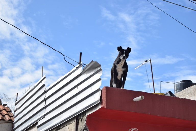 Urgente incidir en maltrato animal, tenencia responsable y venta ilegal de animales en Aguascalientes