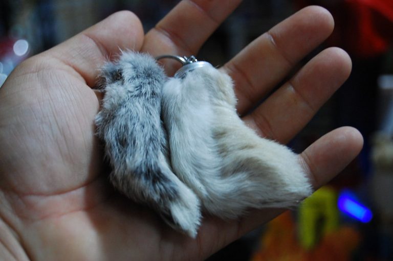 Festival del Conejo, en Tepezalá 