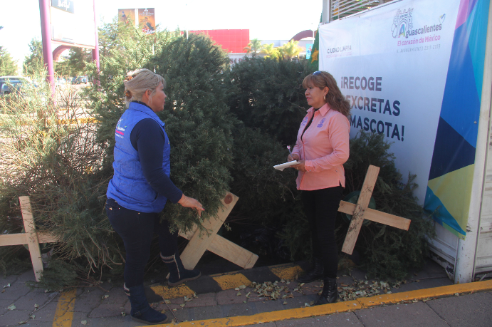 En marcha, programa de acopio de árboles de Navidad naturales en Aguascalientes