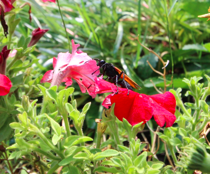 Abren Jardín Polinizador en Aguascalientes