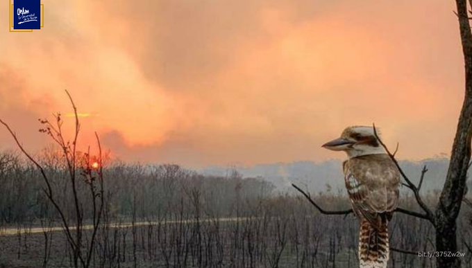 Animales muertos en Australia, equivalentes a un séptimo de la población humana