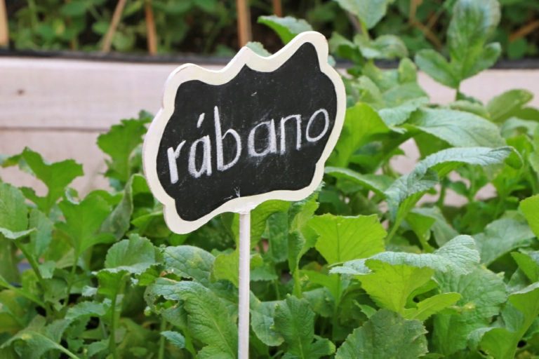 Primera cosecha de huerto productivo escolar, en Jesús María