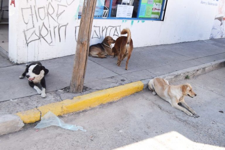 Esterilización temprana de perros, la mejor prevención de enfermedades