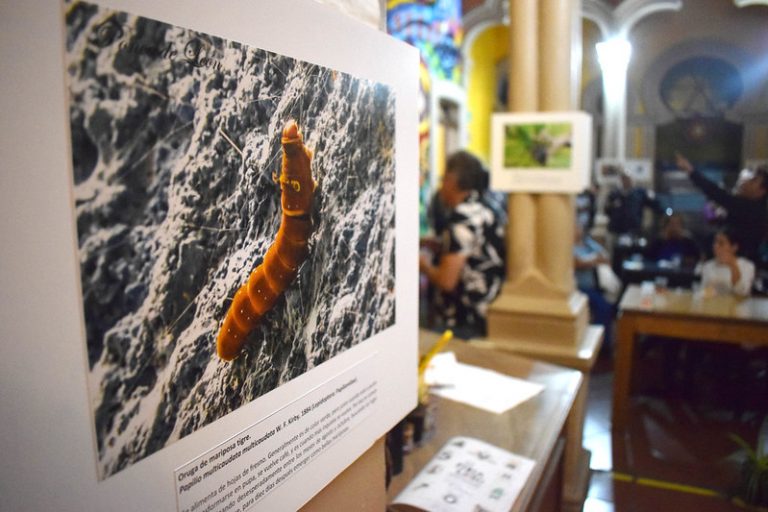 Anuncian financiamiento y capacitación a proyectos artísticos y culturales 