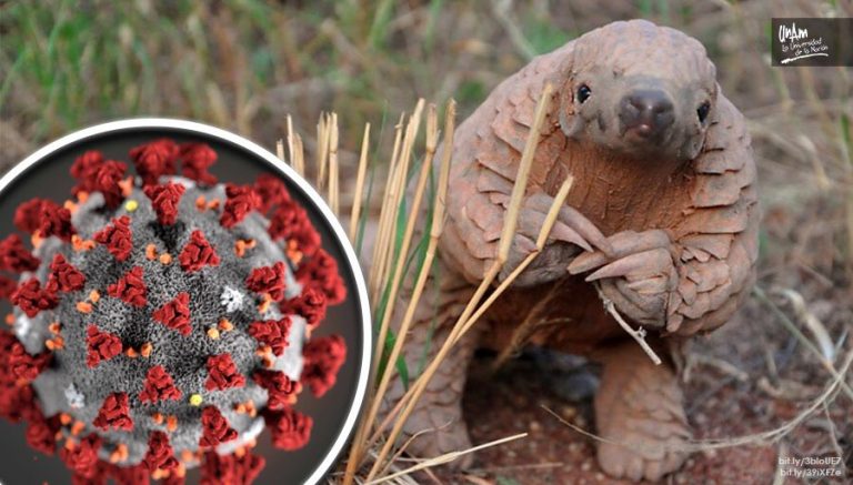 Pangolín, uno de los posibles portadores del coronavirus   