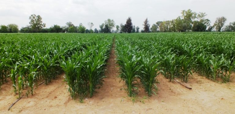 Mil productores recibirán semilla de maíz para áreas de riego 