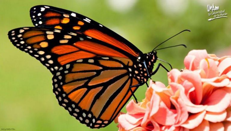 En peligro, la migración de la mariposa monarca en Norteamérica