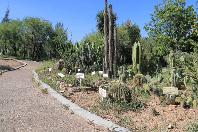 Autónoma de Aguascalientes promueve beneficios económicos y nutrimentales de huertos urbanos
