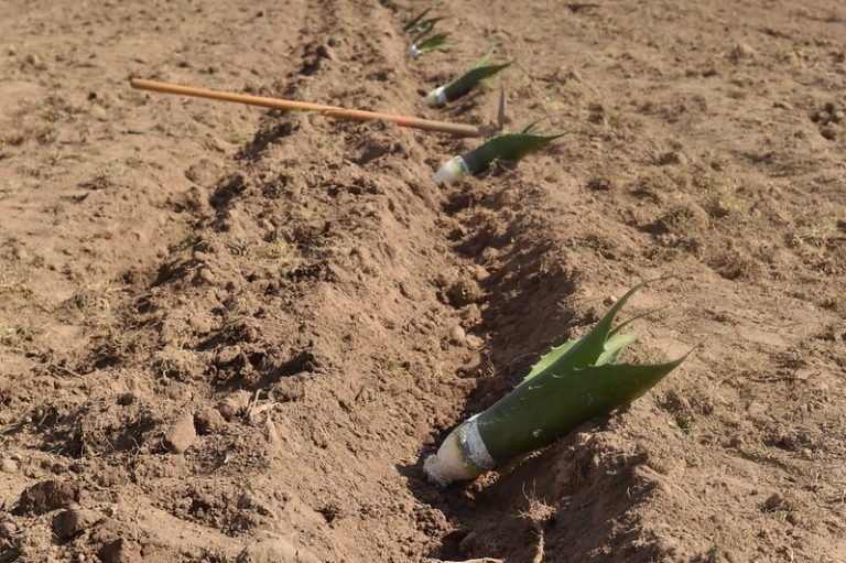 Aguascalientes no ha perdido la denominación de origen del mezcal 