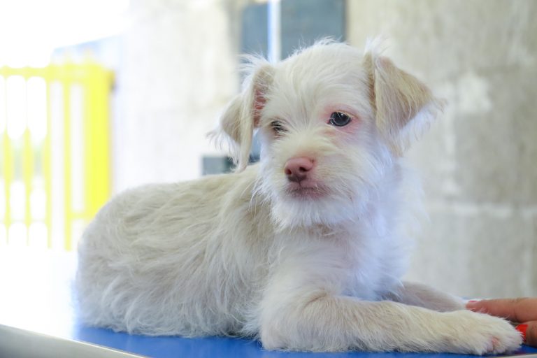 Ofrecen asesorías sobre nutrición de cachorros en la UAA