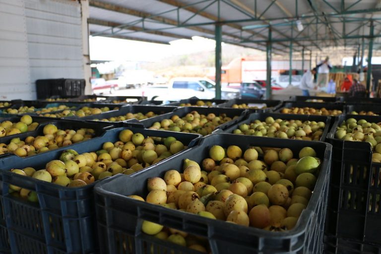 En riesgo la producción de guayaba en Calvillo por la sequía en Aguascalientes