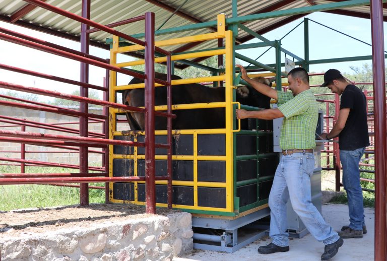 Sedrae apoyará a productores con programa para básculas y trampas ganaderas   