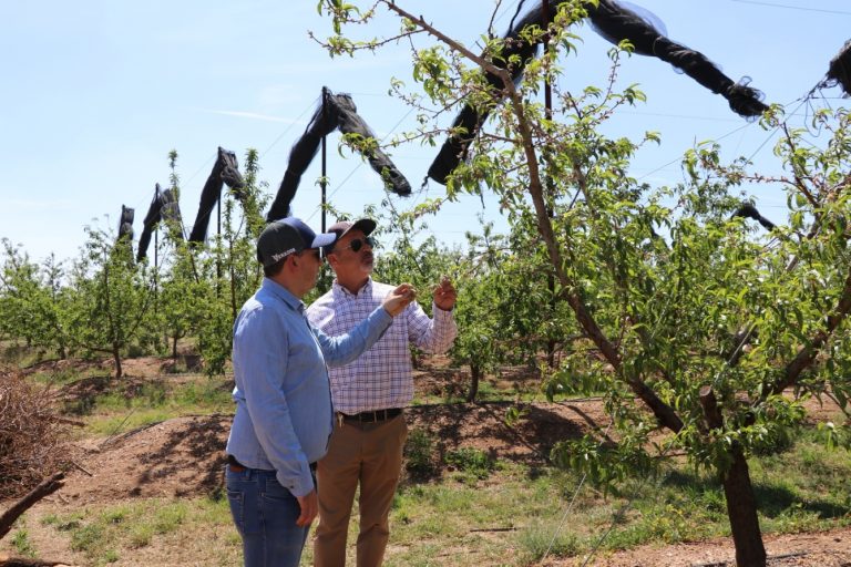 Aguascalientes, noveno lugar en producción de durazno
