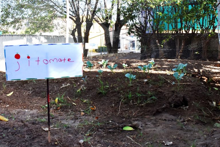 Promueven en preescolar cultivar alimentos en huertos escolares