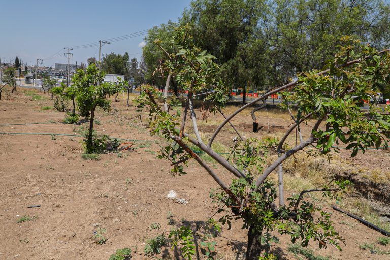 133 árboles que fueron plantados en el Cecytea Morelos de Aguascalientes