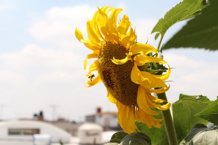 Invitan a la población de Aguascalientes a cuidar el medio ambiente desde casa