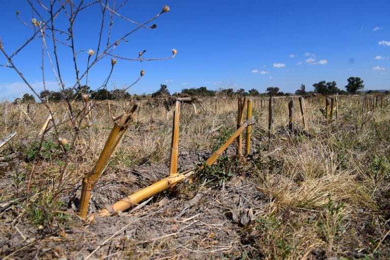 Publica Conagua acuerdo de inicio de emergencia por ocurrencia de sequía severa, extrema o excepcional