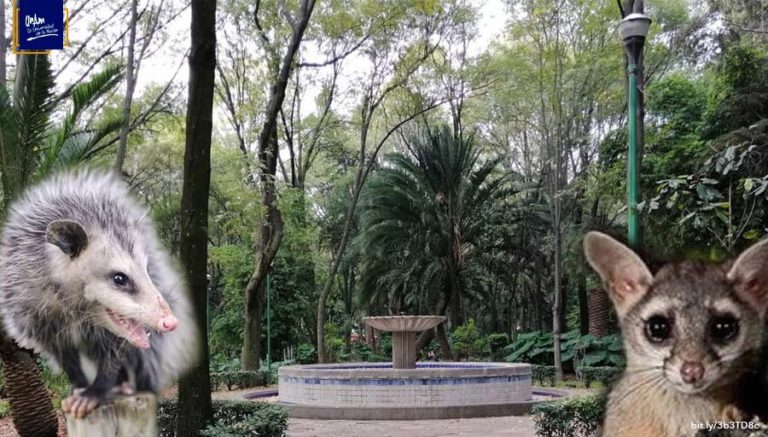 Cacomixtles y tlacuaches, ejemplos de fauna silvestre adaptada a entornos urbanos   