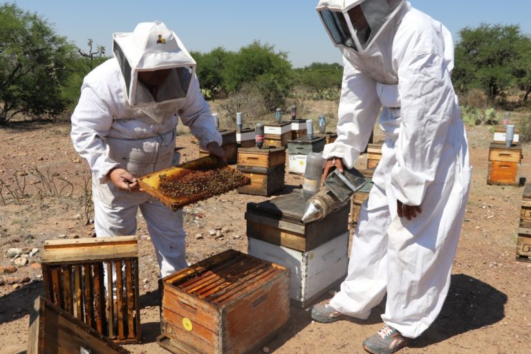 Convocan a ganaderos para participar en Programa Estatal de Apoyos Pecuarios en Aguascalientes   
