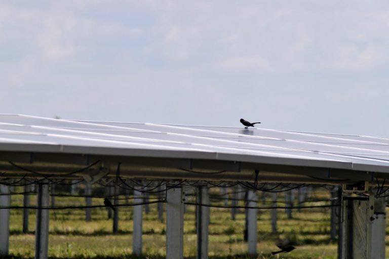 Elefantes blancos, los dos parques fotovoltaicos que ya están instalados en Aguascalientes pero que no funcionan