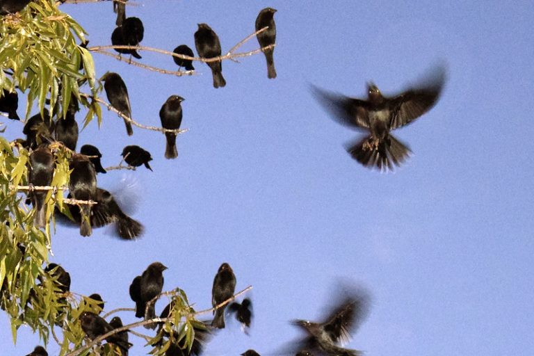 Diversión familiar y ciencia ciudadana: el Festival de las Aves de Aguascalientes