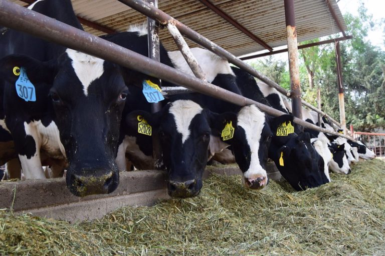 Pleito entre China y Estados Unidos repercute en ganaderos locales