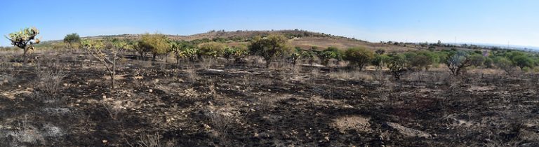 20 hectáreas de afectación en Bosque de los Cobos por un incendio provocado