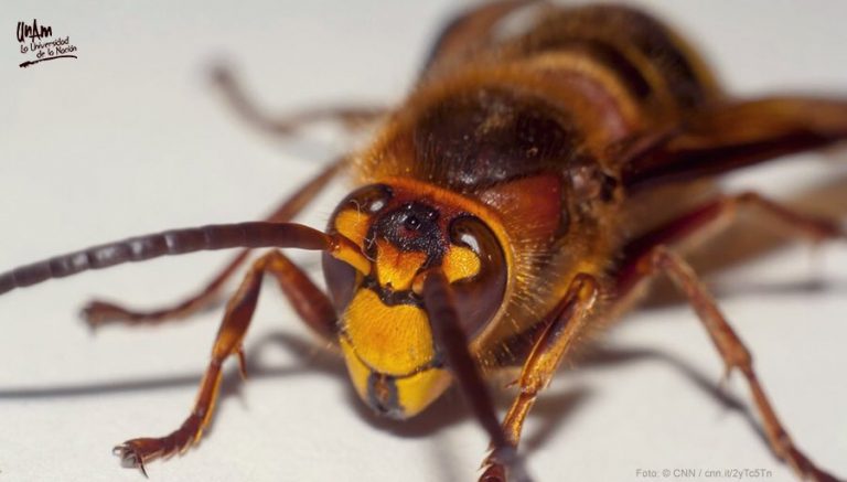 El avispón asiático gigante no llegará a México   