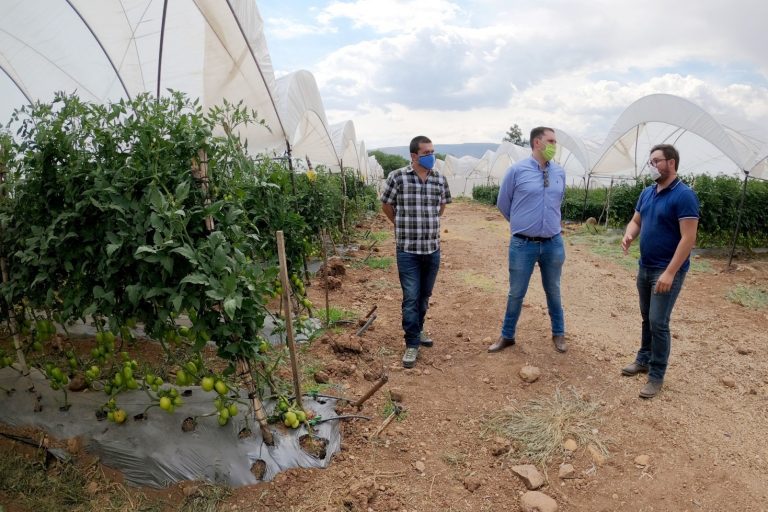 Visitan macrotúneles de producción de jitomate y rancho ganadero en Calvillo    