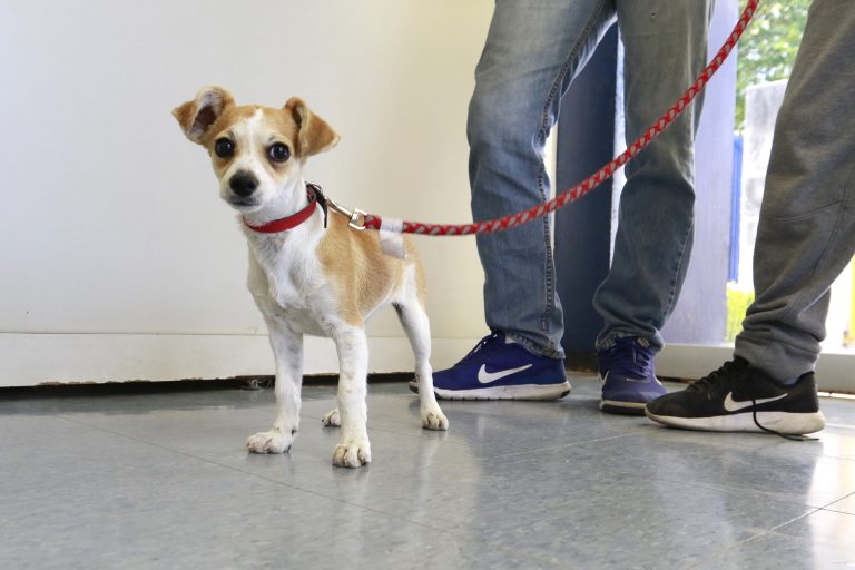 Vía digital, brindan atención veterinaria gratuita en la Autónoma de Aguascalientes