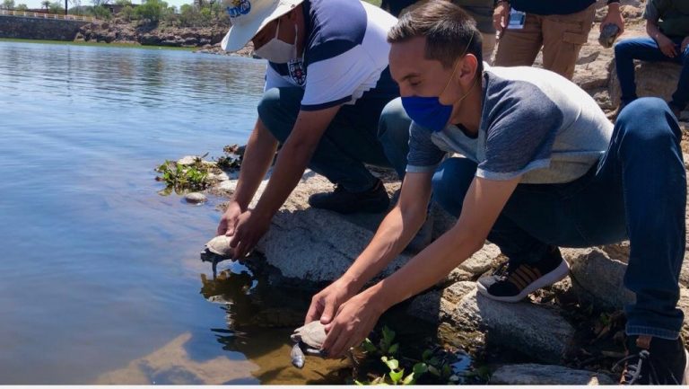 Regresan animales silvestres de Aguascalientes a su hábitat natural