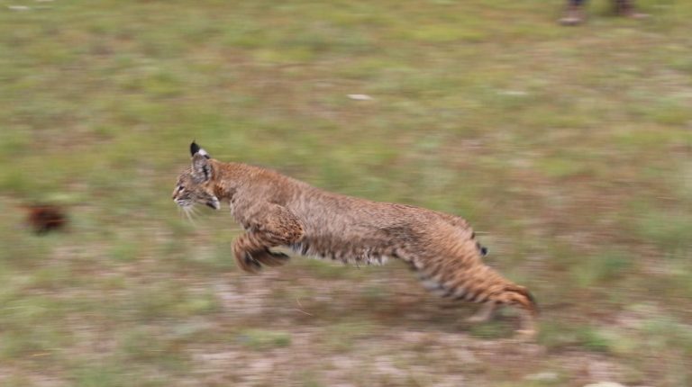 Recorte federal podría afectar la preservación de más de 140 especies endémicas de la región en Aguascalientes