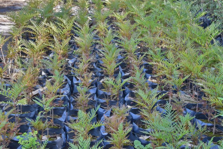 Se plantaron más de 2 mil árboles en Aguascalientes por el Día Mundial del Medio Ambiente