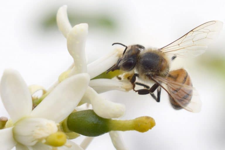 Recomendaciones sobre abejas en Aguascalientes