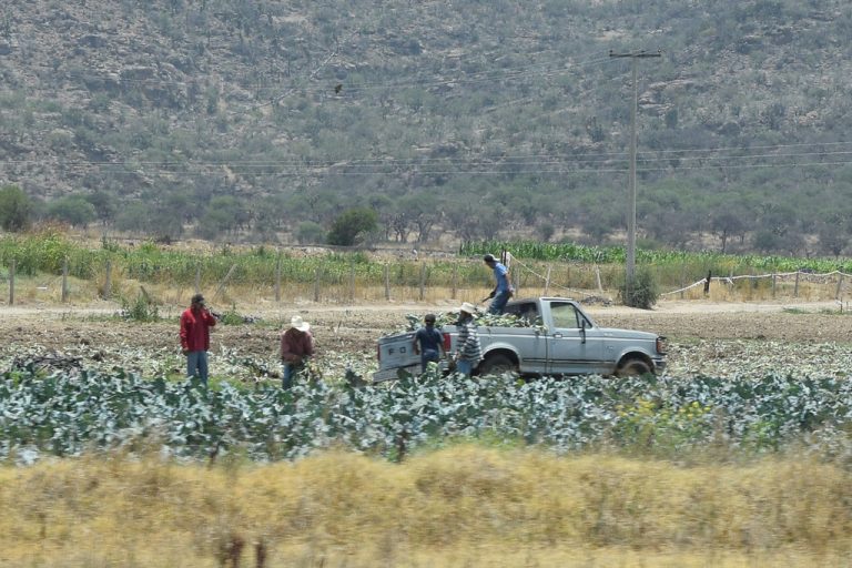 La pandemia trajo beneficios al campo de Aguascalientes