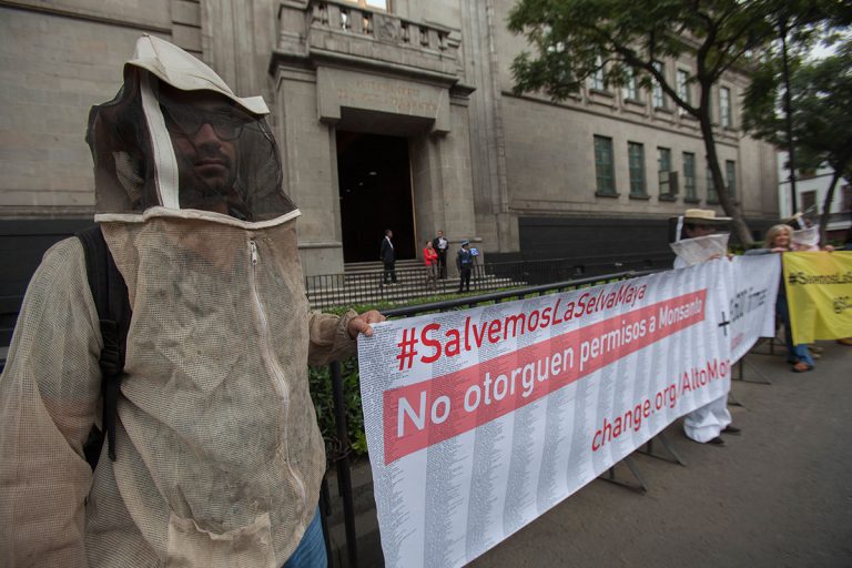 La lucha de los apicultores mayas contra Monsanto