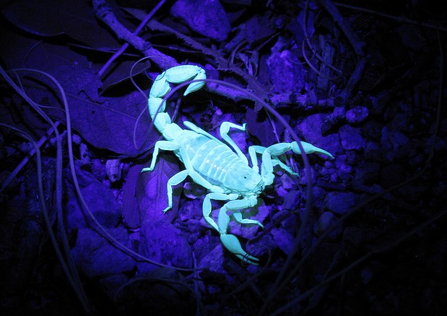 Issea advierte sobre picaduras de alacrán en el estado de Aguascalientes