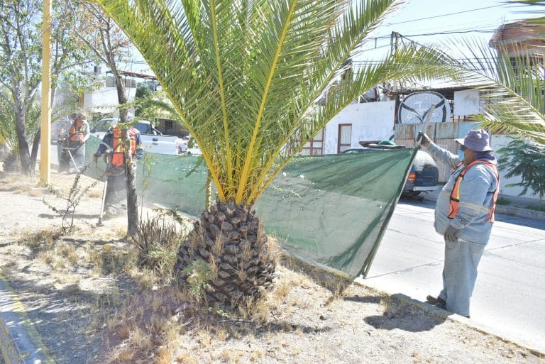 Desmalezan camellones en Aguascalientes